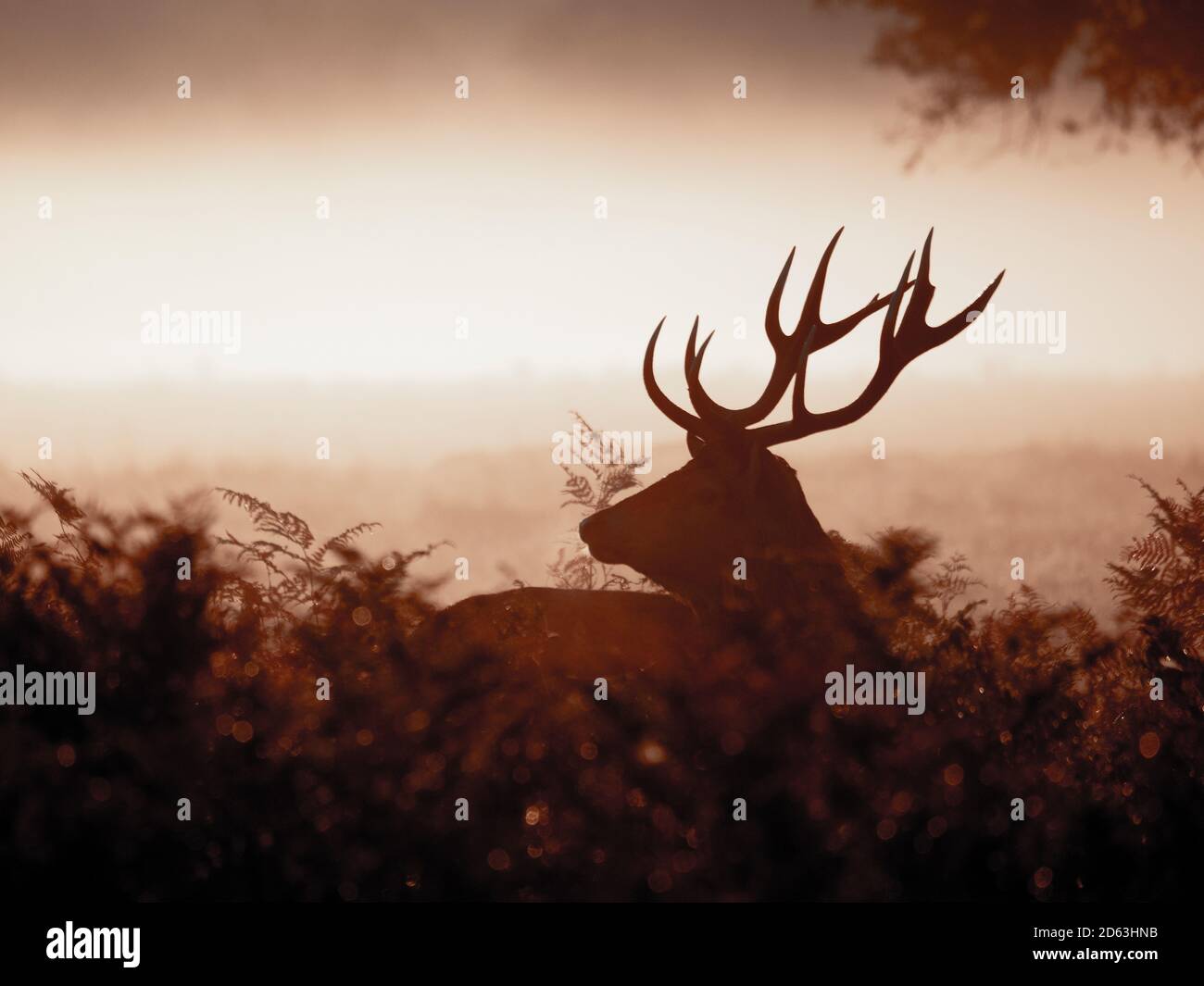 Red Deer stag silhouetted in the early morning mist and light. Stock Photo