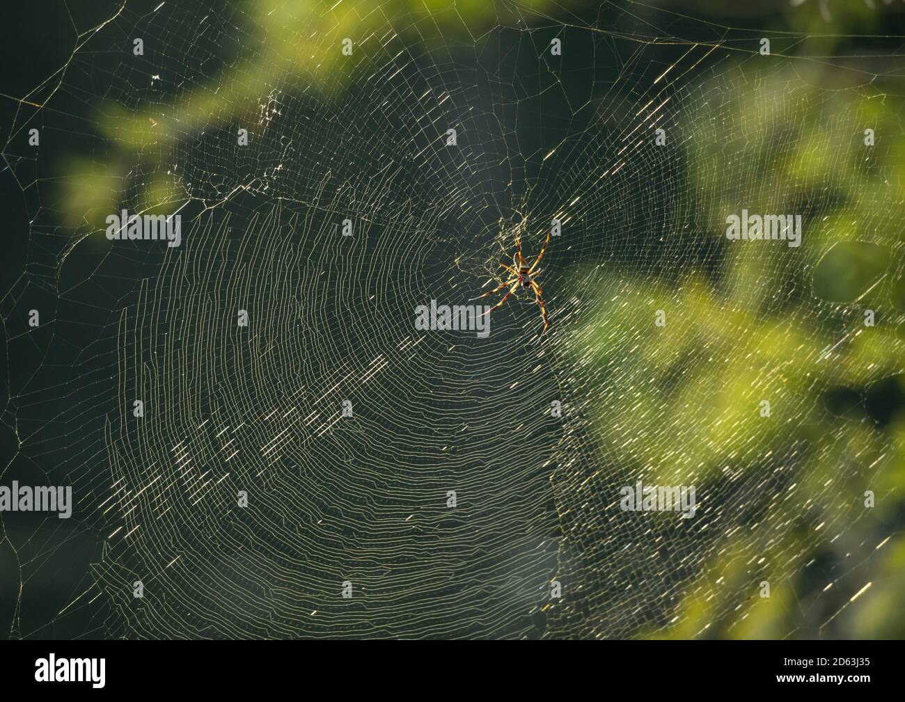 Black and yellow garden spider in web Stock Photo