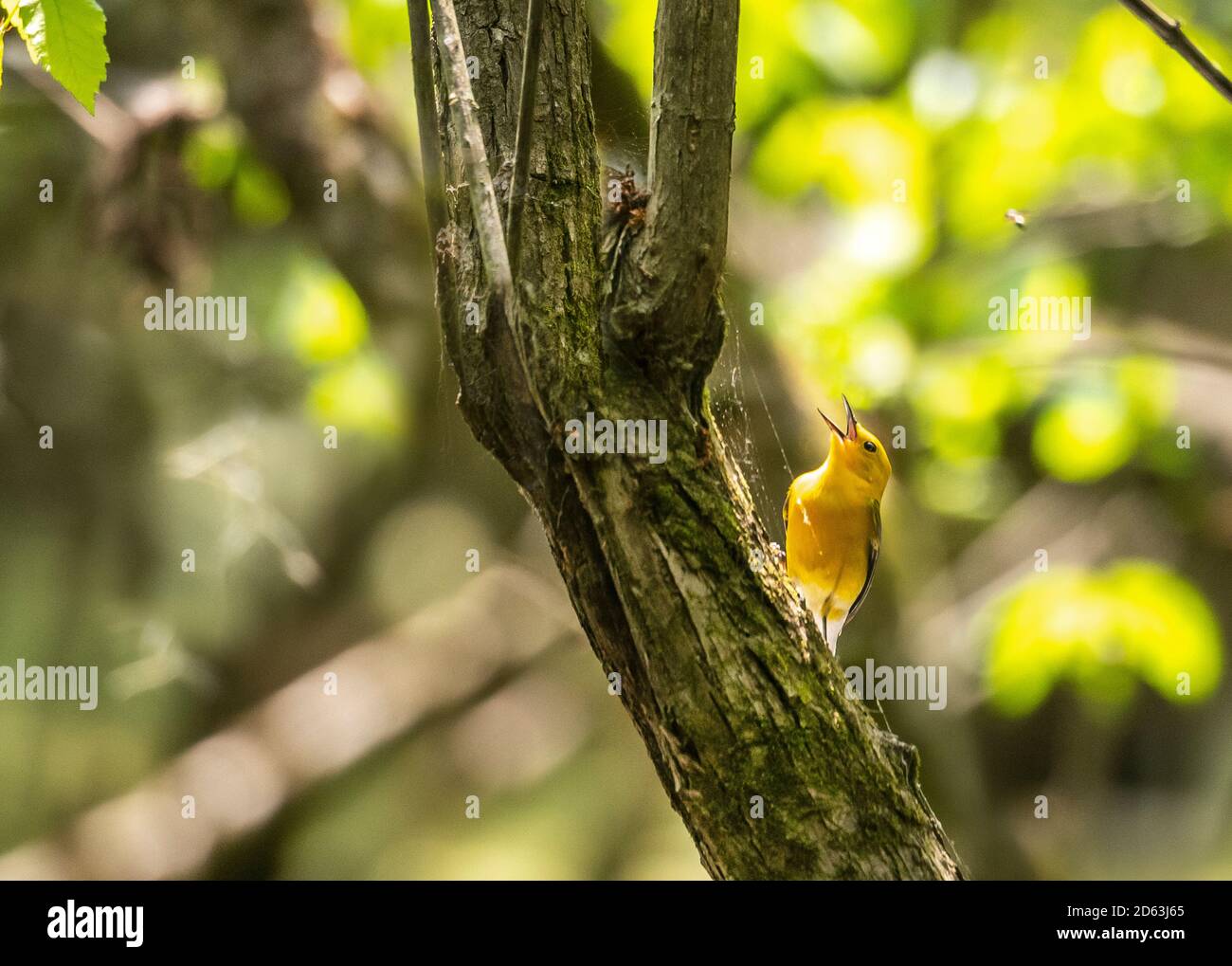River woodland hi-res stock photography and images - Alamy