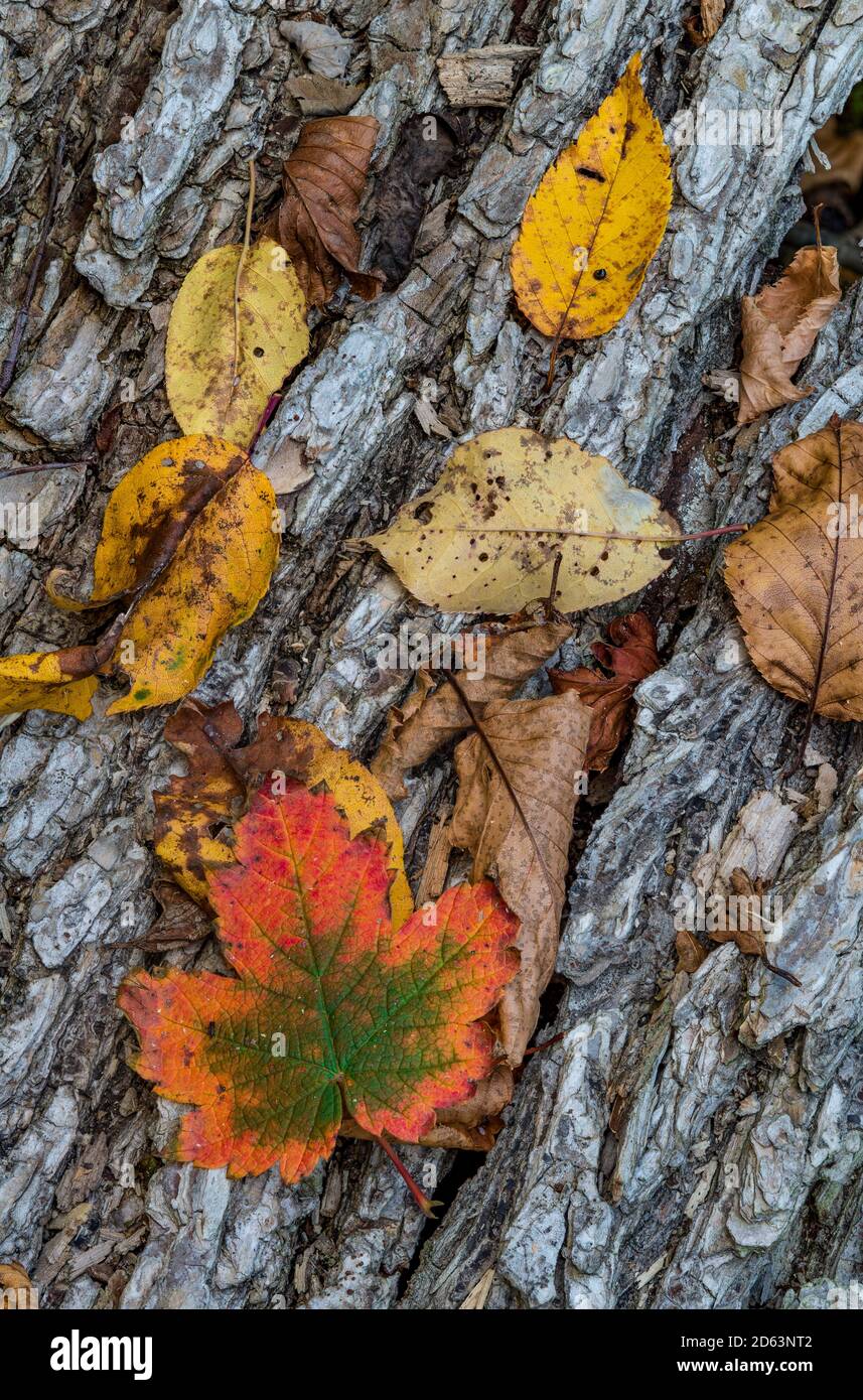 Fallen autumn leaves rest on the bark of a fallen tree, Adirondack Mountains, Essex County, New York Stock Photo