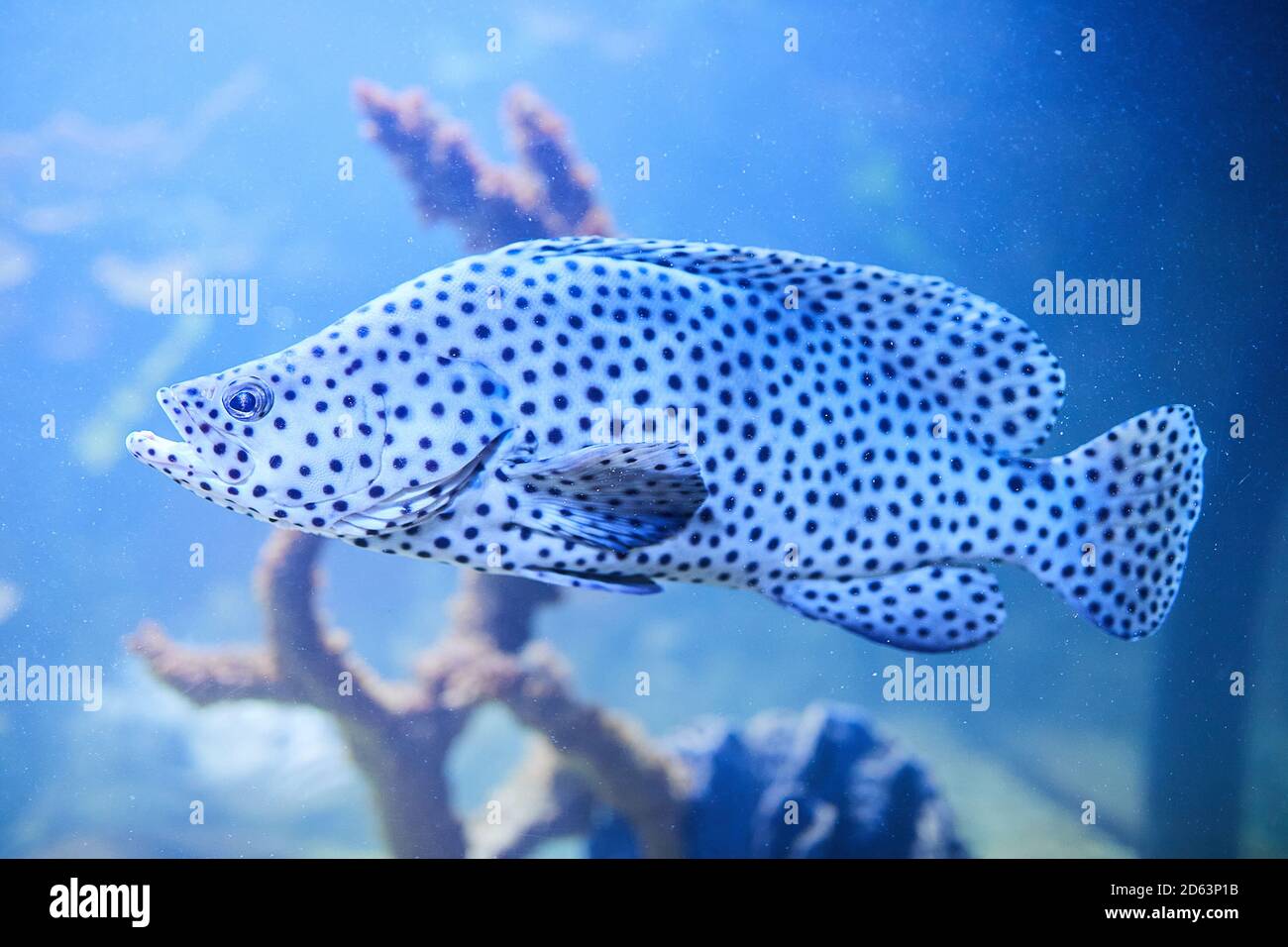 A spotted leopard fish Cromileptes altivelis swims in blue water at aquarium. Underwater image Stock Photo
