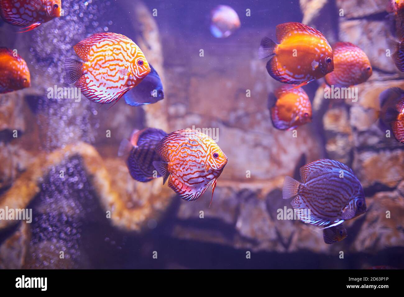 Colorful Discus fish in aquarium, tropical fish. Symphysodon