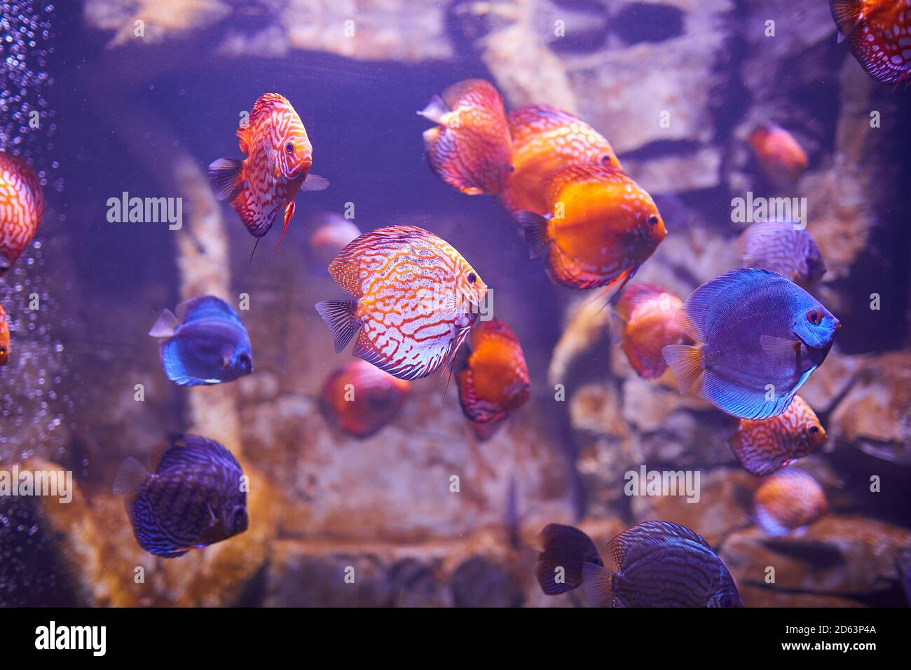 Colorful Discus fish in aquarium, tropical fish. Symphysodon