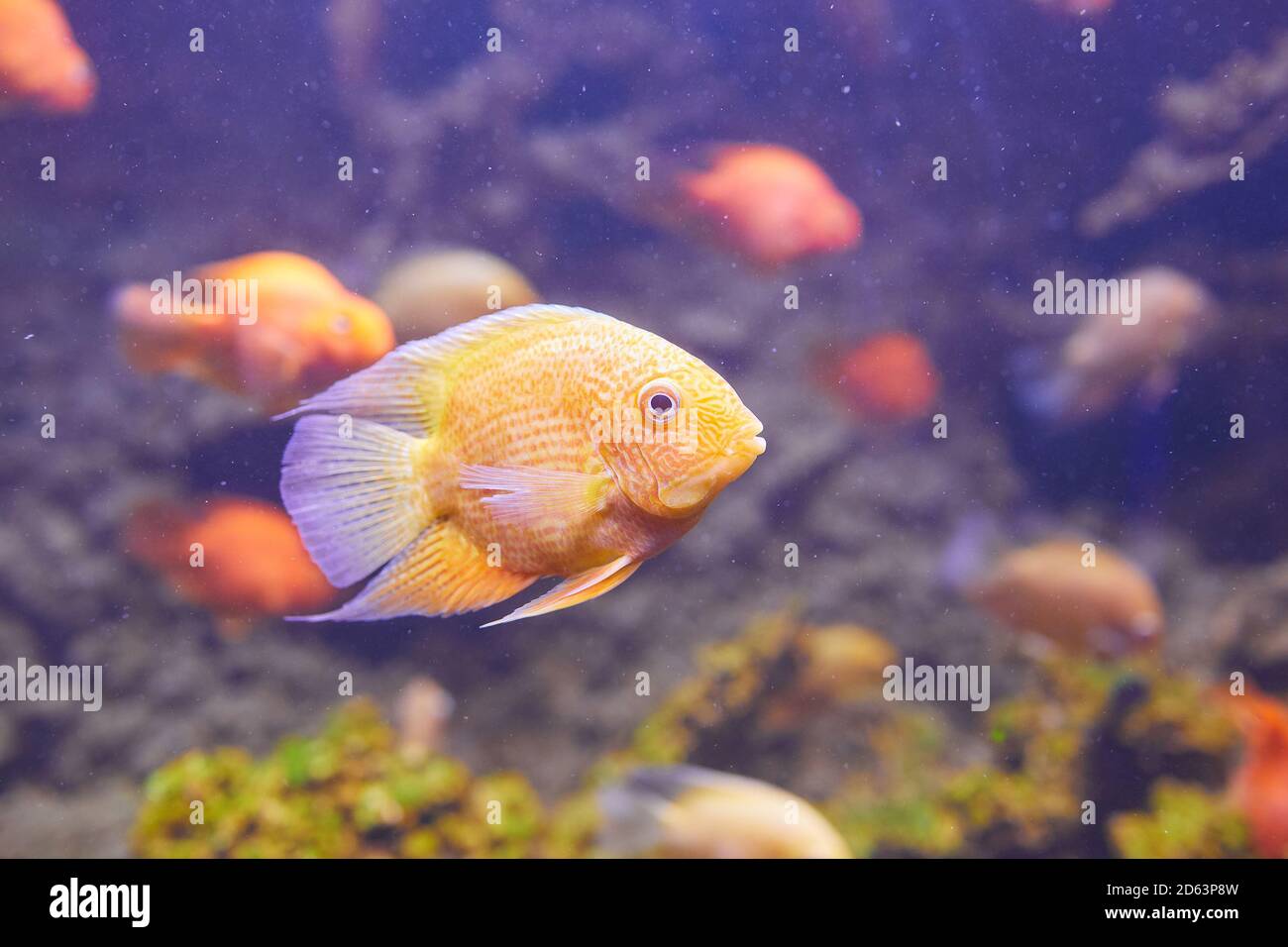 Heros efasciatus. Severum Cichlid swims in the aquarium. Red Spotted Severum Stock Photo
