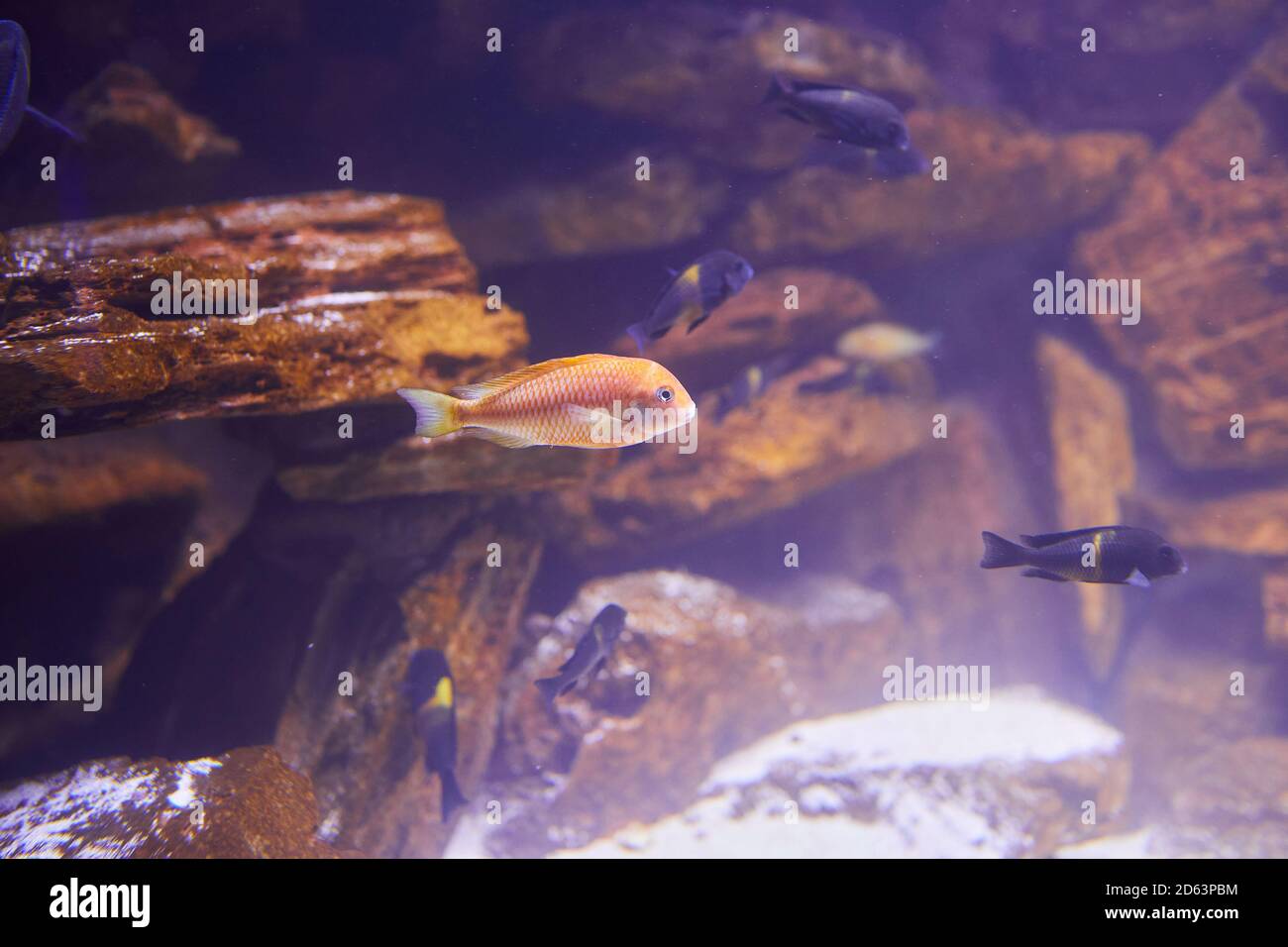 Malawi Fish in a Aquarium. Close up of a rock dwelling fish cichlid Maylandia estherae is a Pseudotrophine cichlid (Pseudotropheus estherae), Cichlida Stock Photo