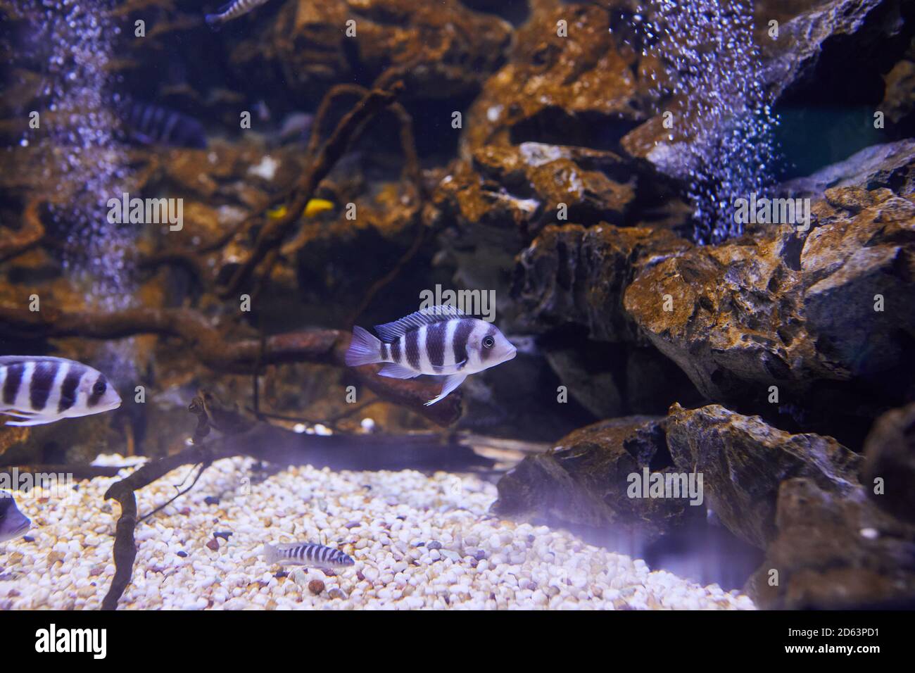 Kenyi cichlid Maylandia lombardoi aquarium fish swimming at aquarium. (Maylandia zebra). Stock Photo
