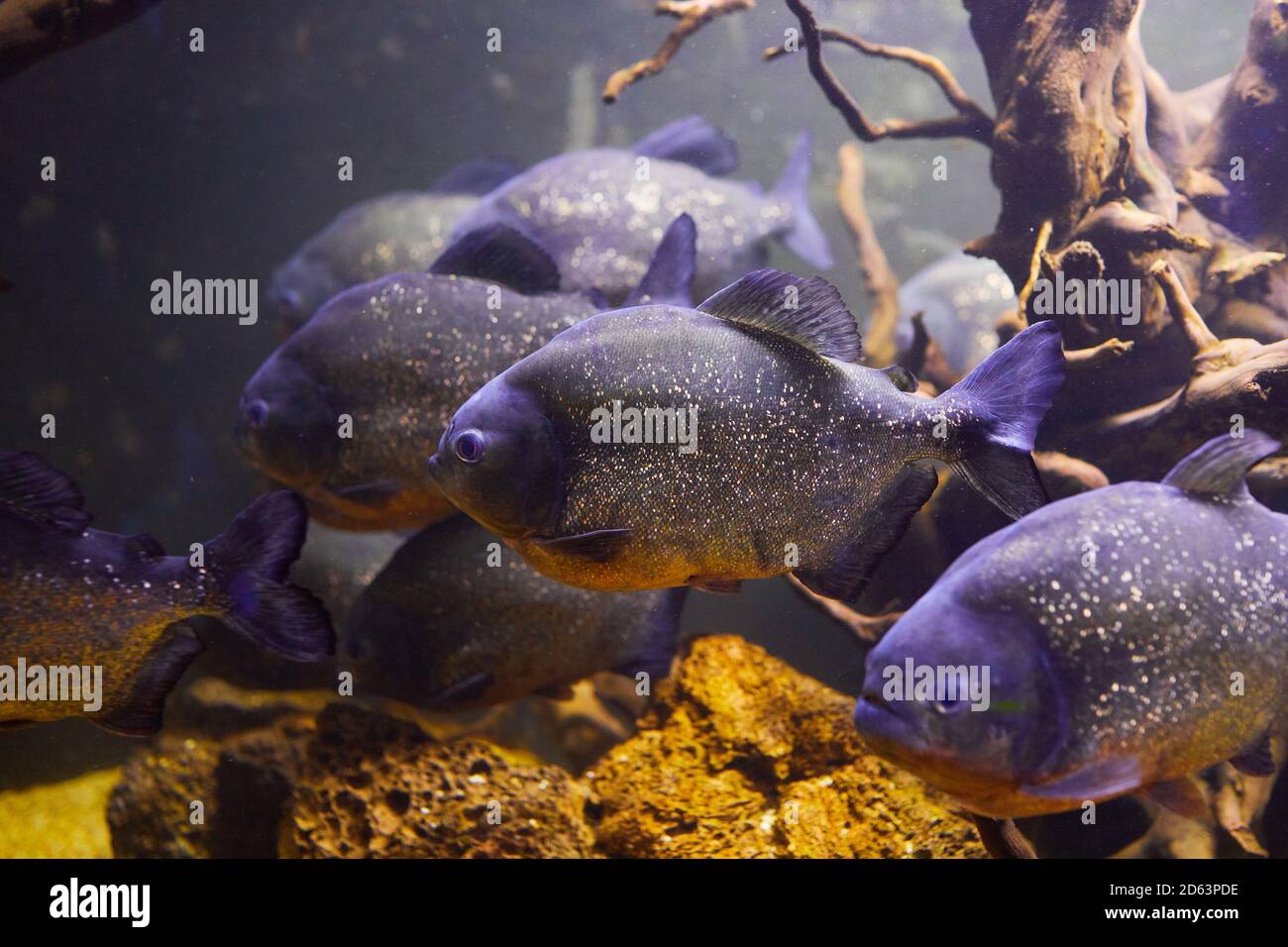 Pygocentrus nattereri, Piranha fish closeup in the aquarium Stock Photo
