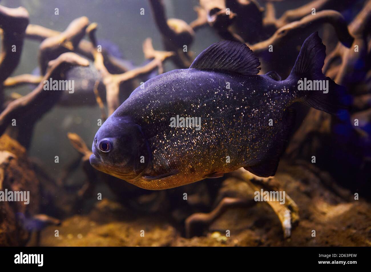 Pygocentrus nattereri, Piranha fish closeup in the aquarium Stock Photo