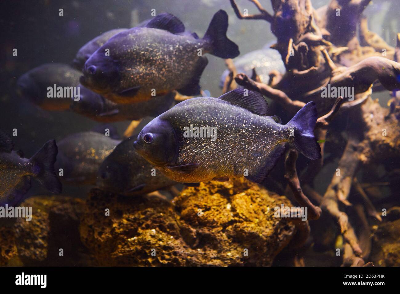 Pygocentrus nattereri, Piranha fish closeup in the aquarium Stock Photo