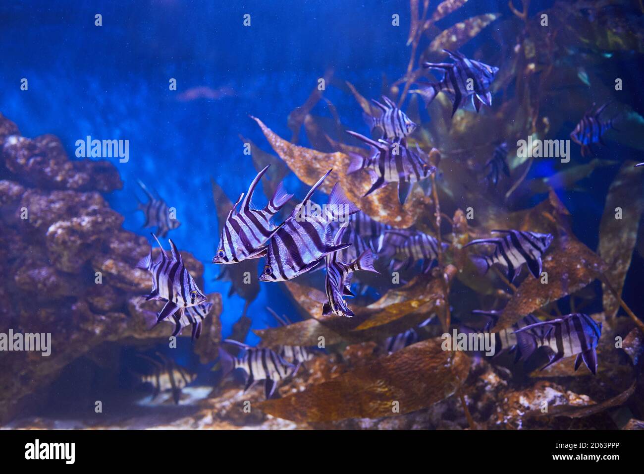 Old Wife (Enoplosus armatus) A black and white striped fish with a small head and long fins on top swimming in aquarium Stock Photo