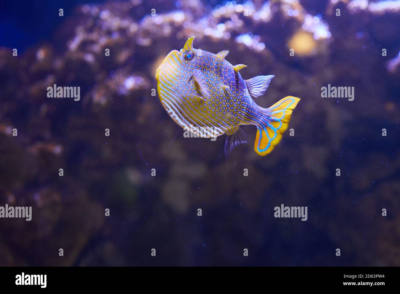 Aracana ornata marine fish, the ornate cowfish smimming in aquarium. Stock Photo