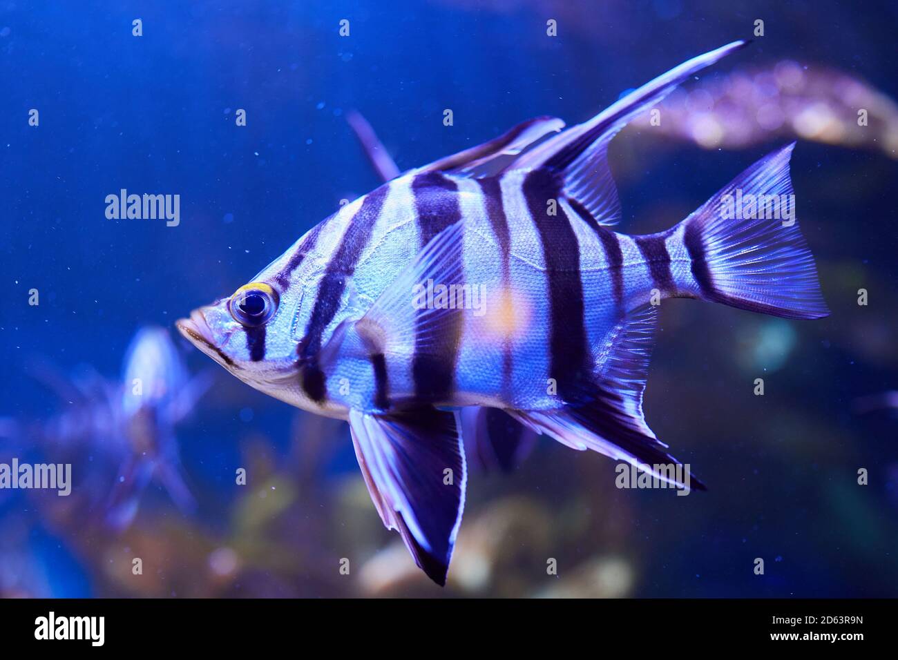 Old Wife (Enoplosus armatus) A black and white striped fish with a small head and long fins on top swimming in aquarium Stock Photo