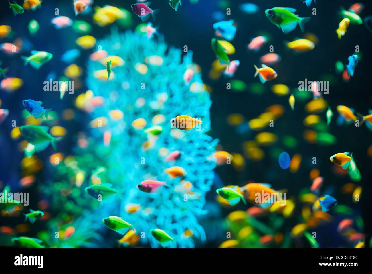 Plenty of Aquarium fish on a dark background. Gymnocorymbus ternetzi. Bright glowing colors. exotic Glo Tetra Fish (fluorescent glo fish), neon glowin Stock Photo