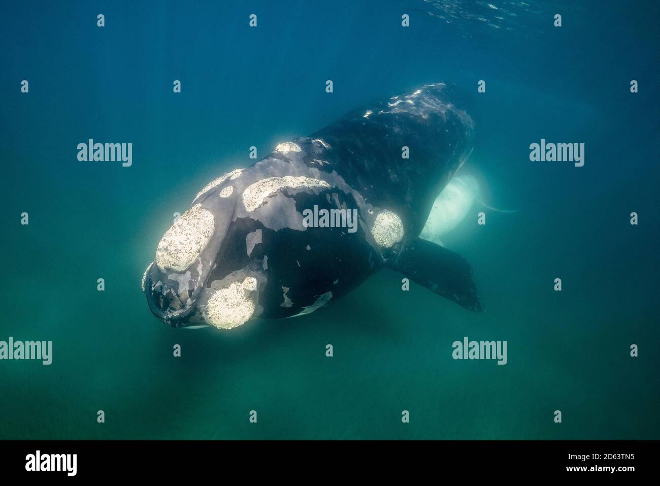 southern right whale, Eubalaena australis, and her white calf, in shallow water, Nuevo Gulf area, Valdes Peninsula, UNESCO World Heritage Site, Argent Stock Photo