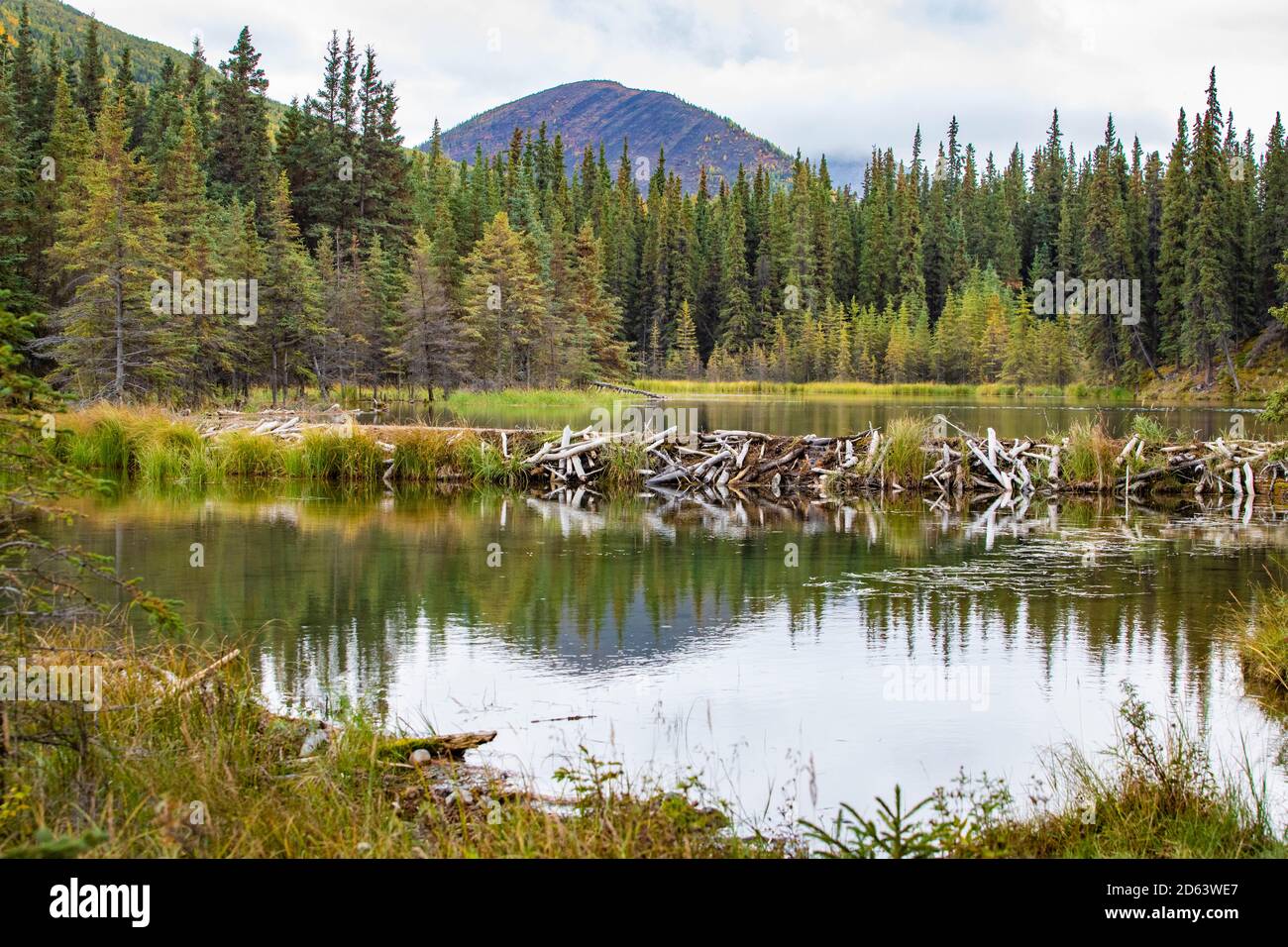 Beaver dam holding back water on Horseshoe Lake, Denali National Park ...