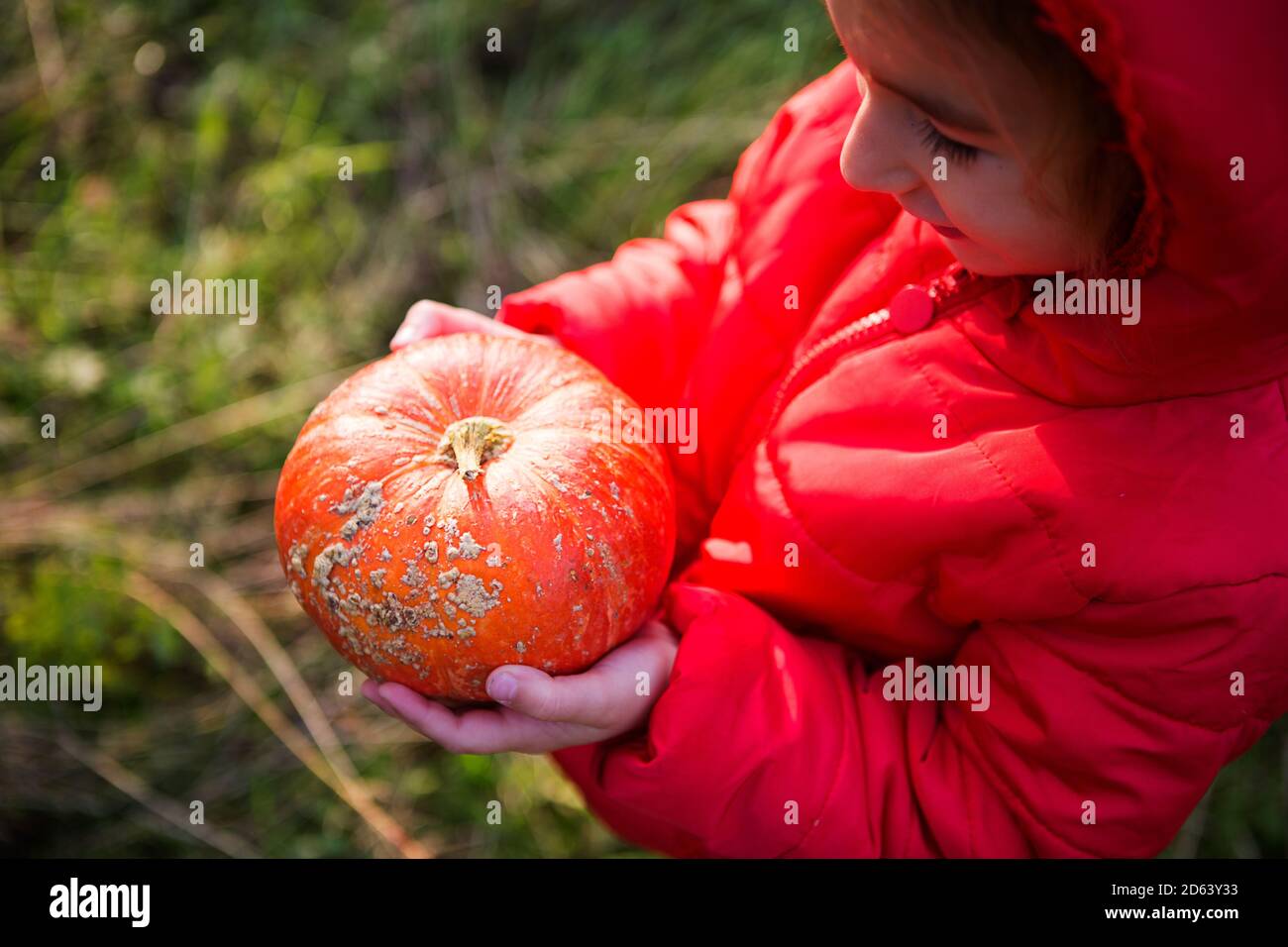 Orange round pumpkin in the hands of a little Caucasian girl in a bright red jacket with a hood. Focus on the pumpkin. Harvest festival, thanksgiving, Stock Photo