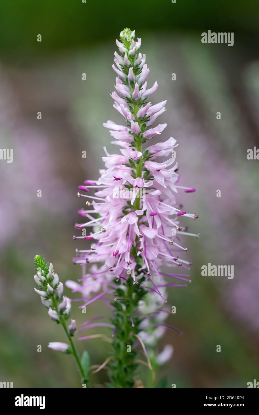 Speedwell Inspire Pink (Veronica spicata), close up of the flower head Stock Photo