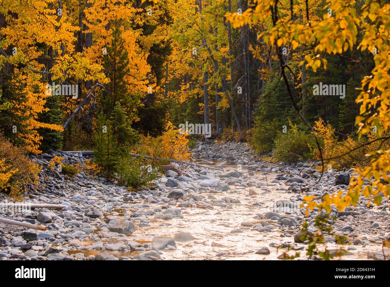 Beautiful yellow trees surrounds river Stock Photo