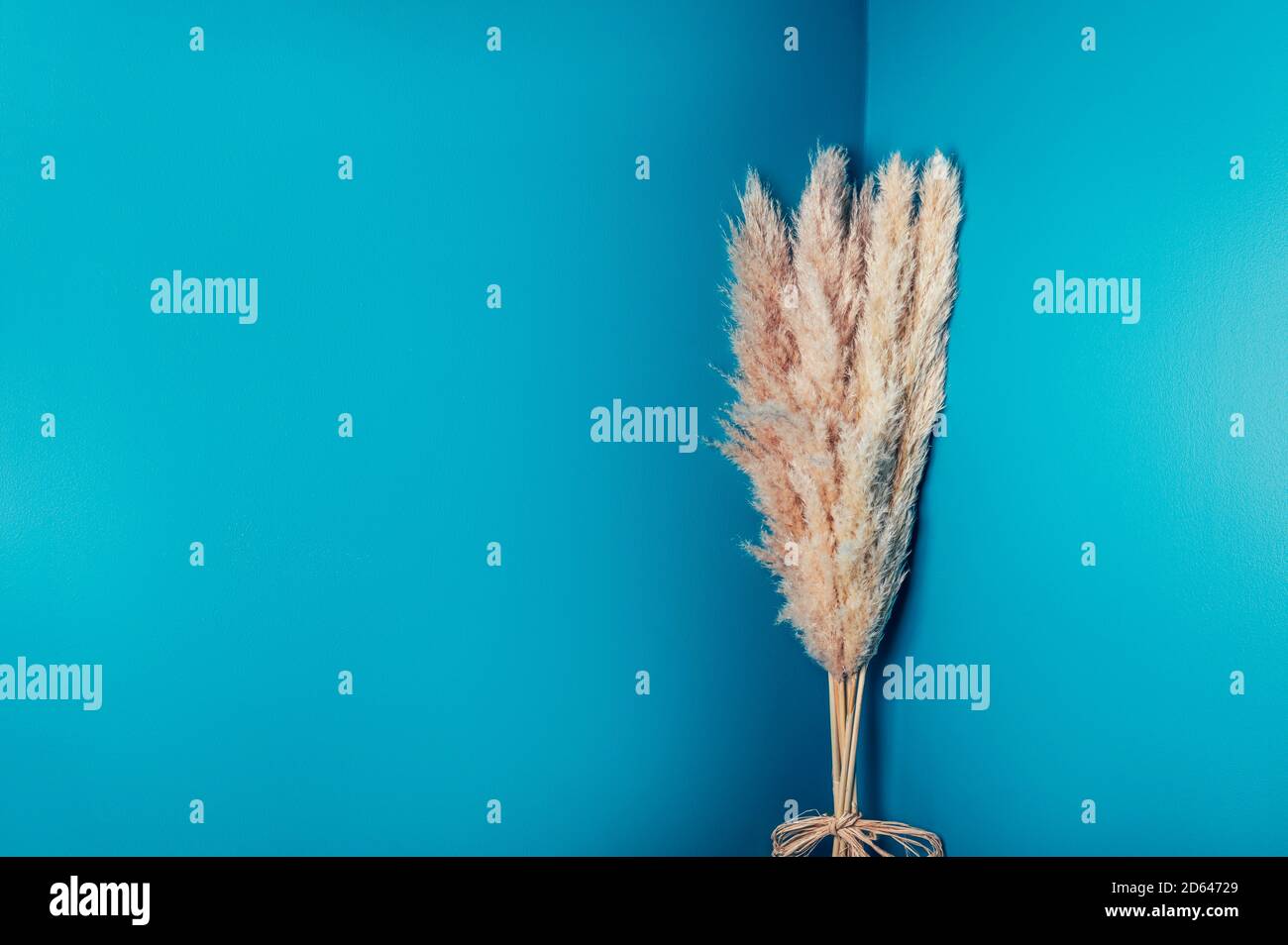 Dried Pampas Grass Stock Photo Alamy
