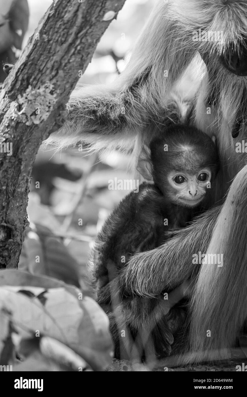 Langur with newborn hi-res stock photography and images - Page 2 - Alamy