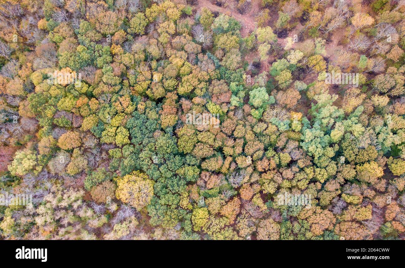 Aerial photo autumn leaves hi-res stock photography and images - Alamy