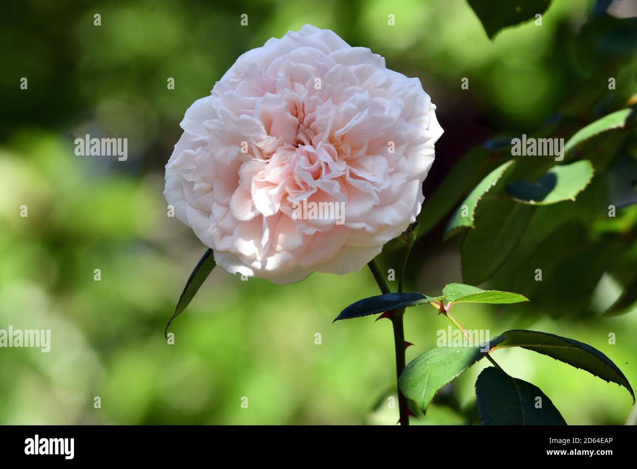 A single white rose in the garden Stock Photo