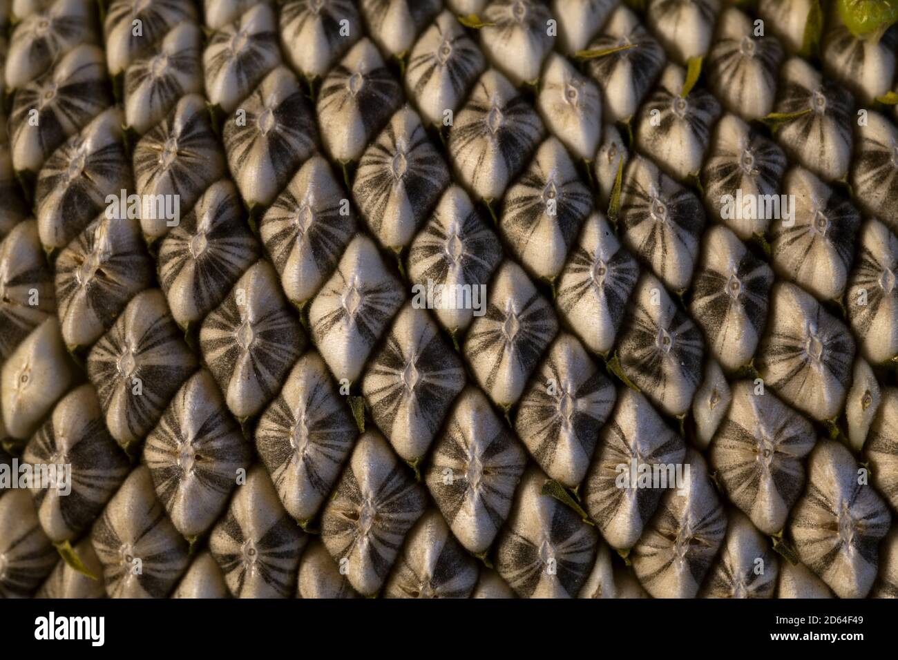 Macro of sunflower seeds Stock Photo - Alamy