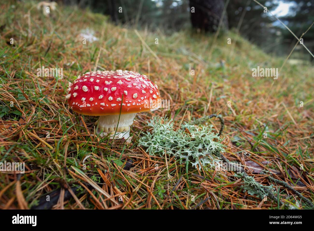 Amanita muscaria: These showy red mushrooms are highly toxic. Stock Photo