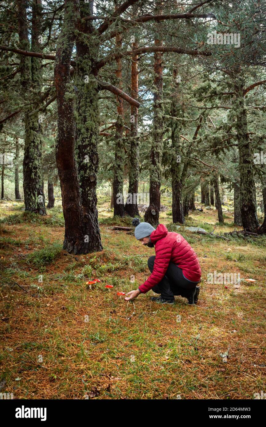 A man picks mushrooms in the woods on a cold autumn afternoon. Stock Photo