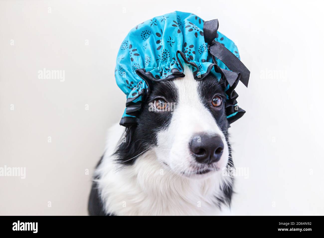 Funny studio portrait of cute puppy dog border collie wearing shower cap isolated on white background. Cute little dog ready for wash in bathroom. Spa treatments in grooming salon Stock Photo