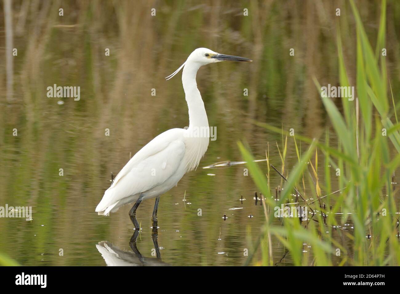 Little Egret in the shallows of a reed marsh. England, UK. Stock Photo