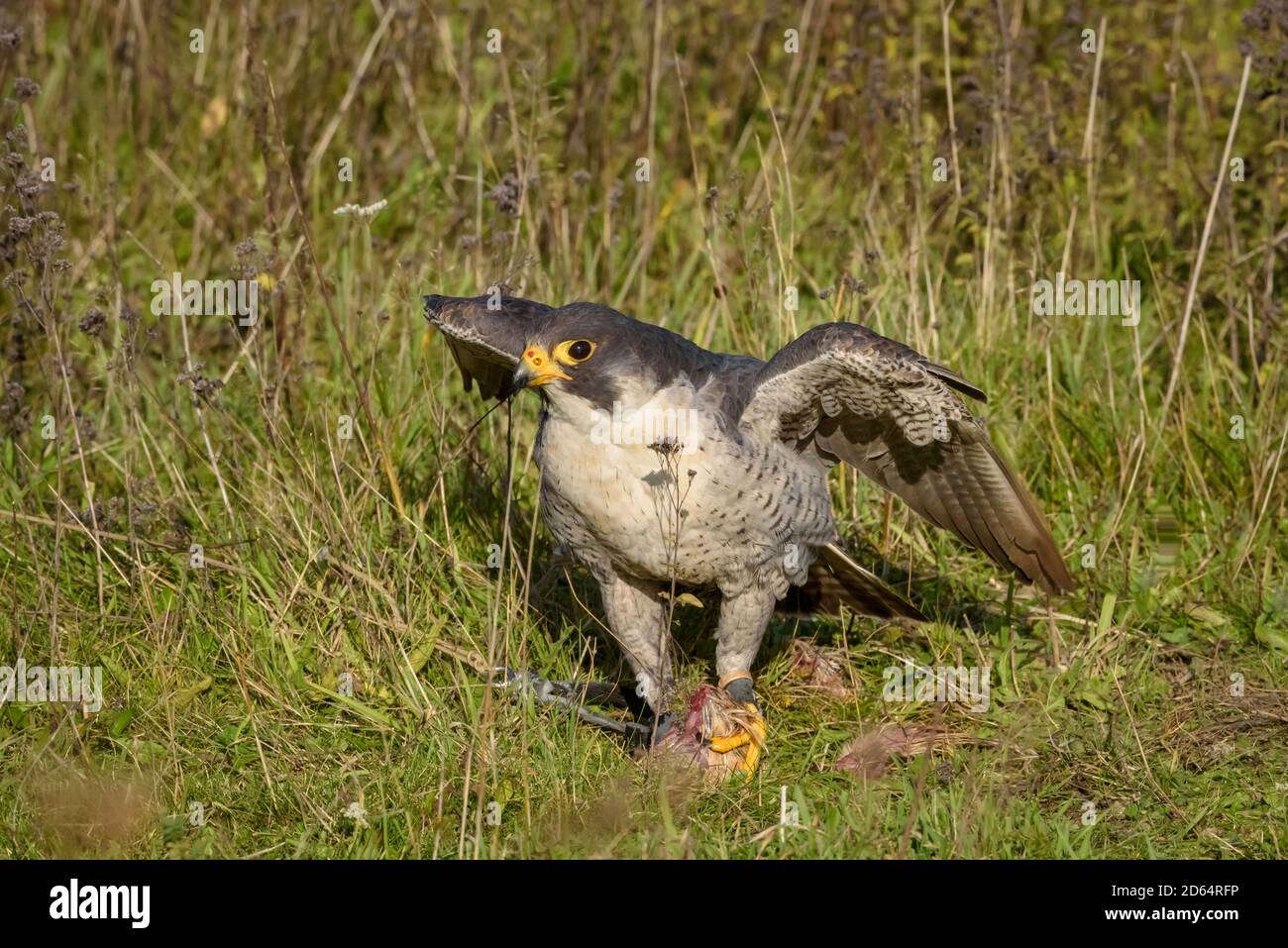 The peregrine falcon (Falco peregrinus), also known as the peregrine and historically as the duck hawk in North America is a widespread bird of prey. Stock Photo