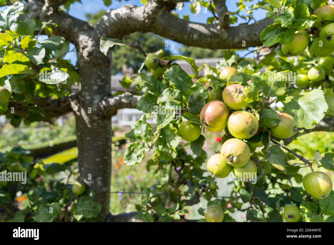 Ripe Apples hanging on branches in the tree in Orchard ready for ...