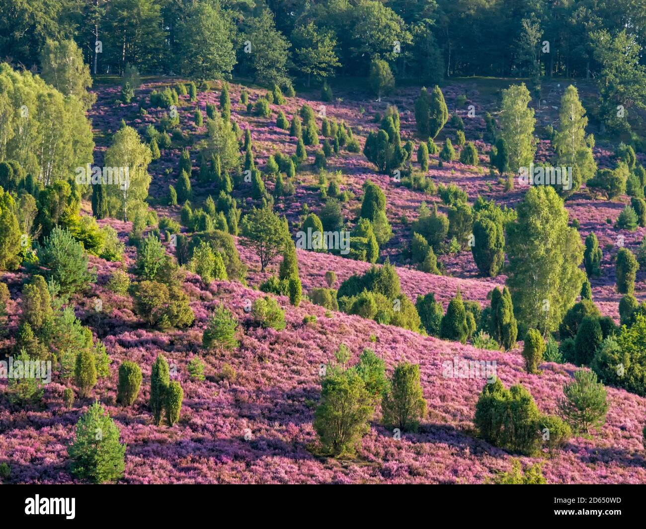 Landscape at Lueneburg Heath at full bloom, Lower Saxony, Germany Stock Photo