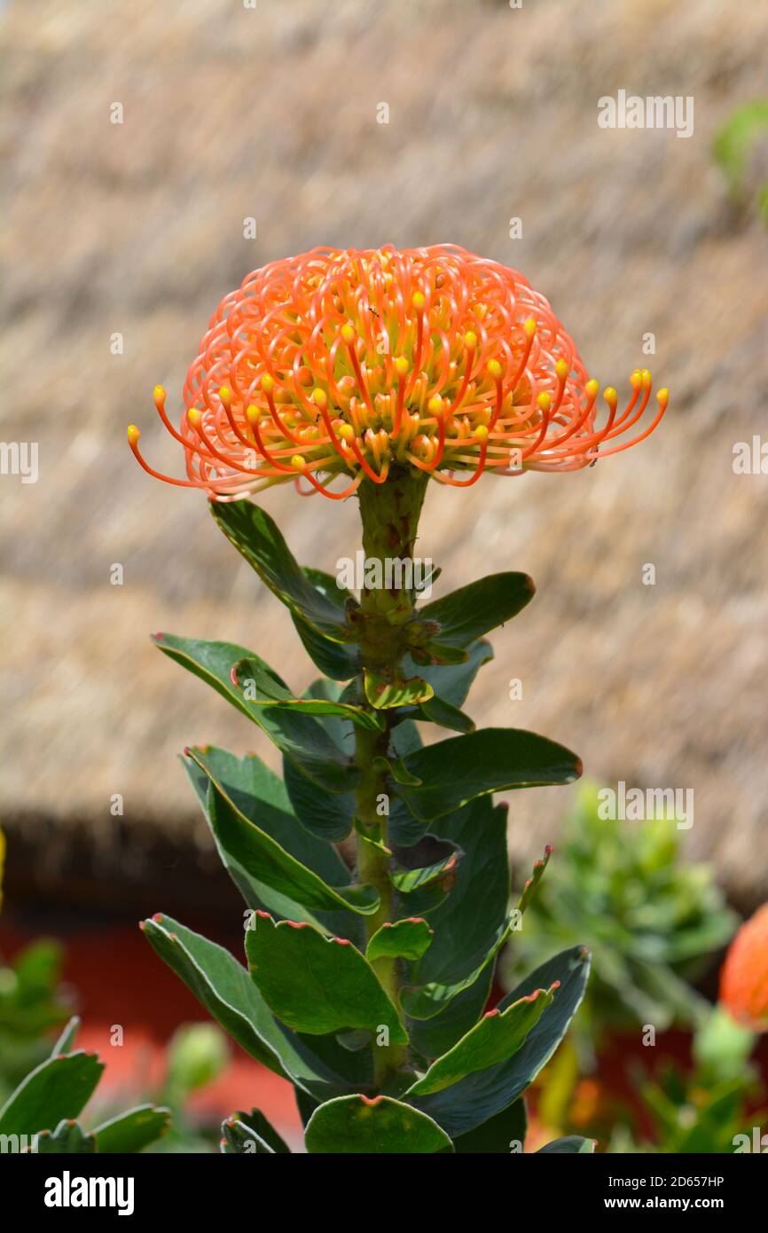 Orange flower of Pincushion protea, also known as Leucospermum cordifolium growing in Santana, Madeira, Portugal Stock Photo