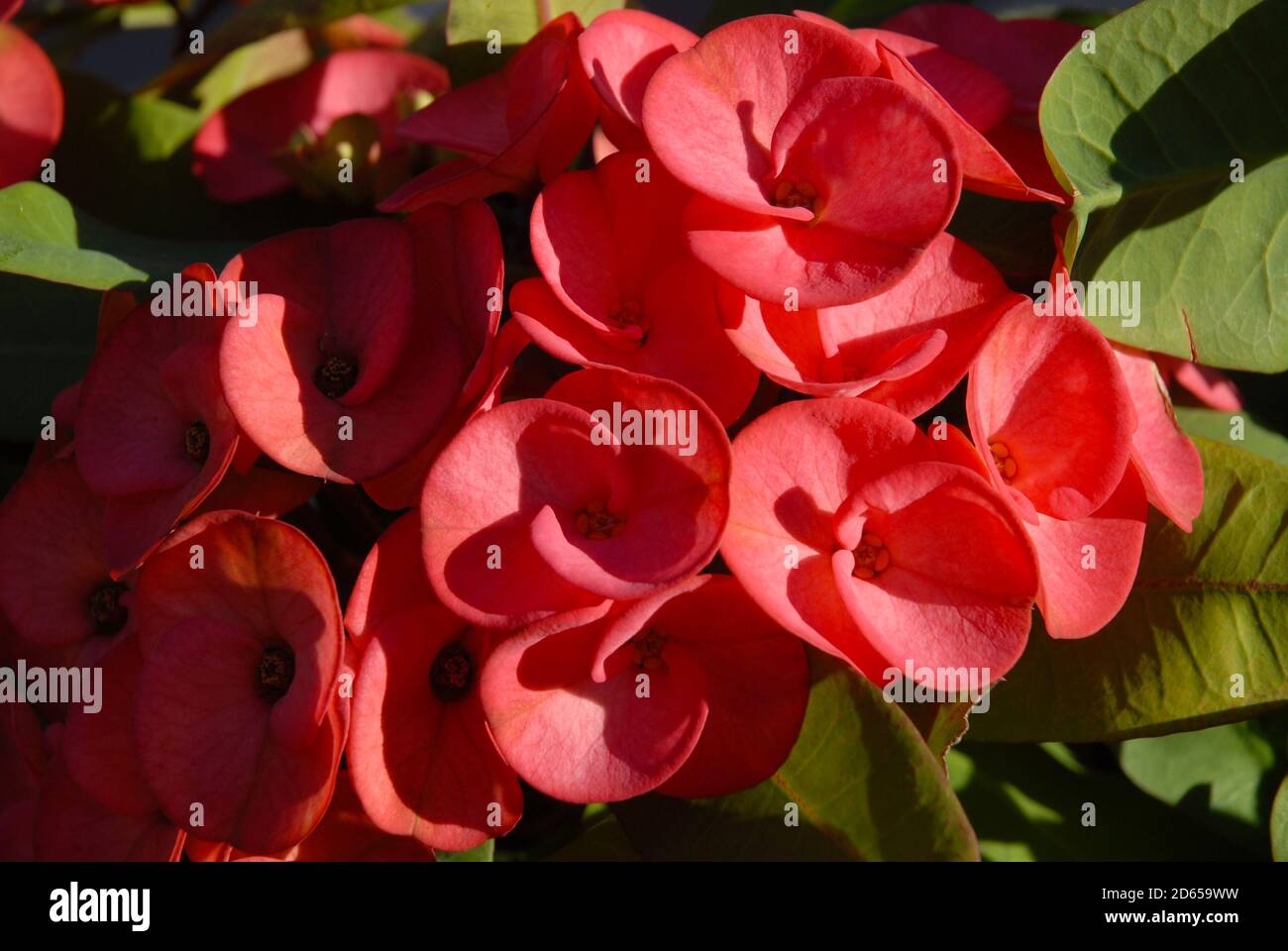 Red flowers of Euphorbia milii, Crown of Thorns Stock Photo
