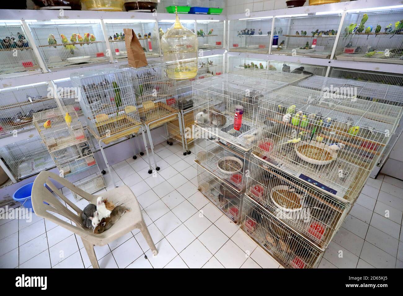 A pet shop selling birds in Doha, Qatar Stock Photo Alamy