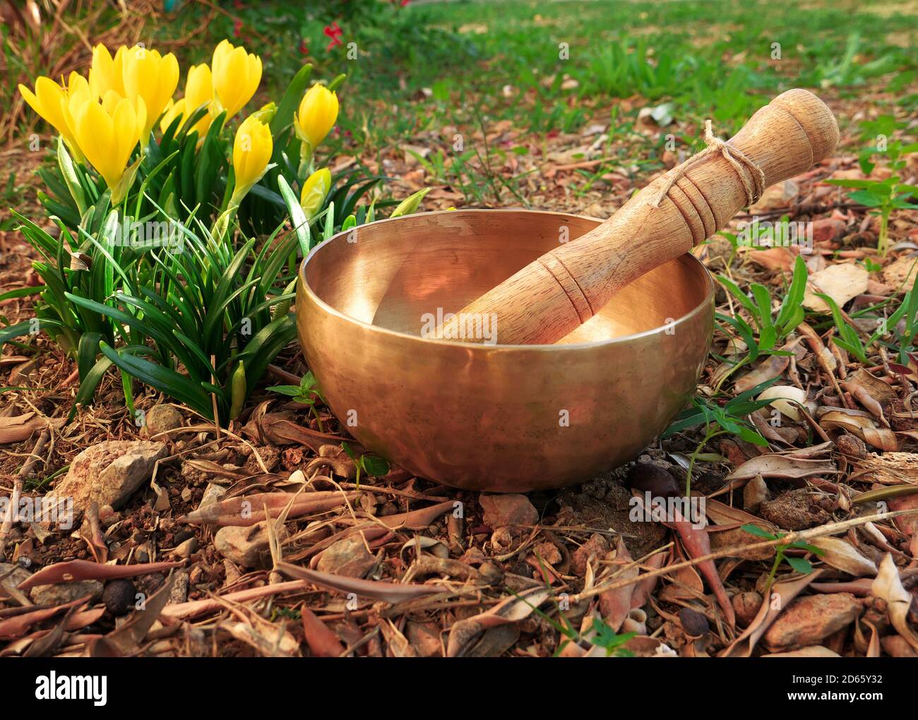 Singing bowl placed on the ground in the nature near the crocus flowers Stock Photo
