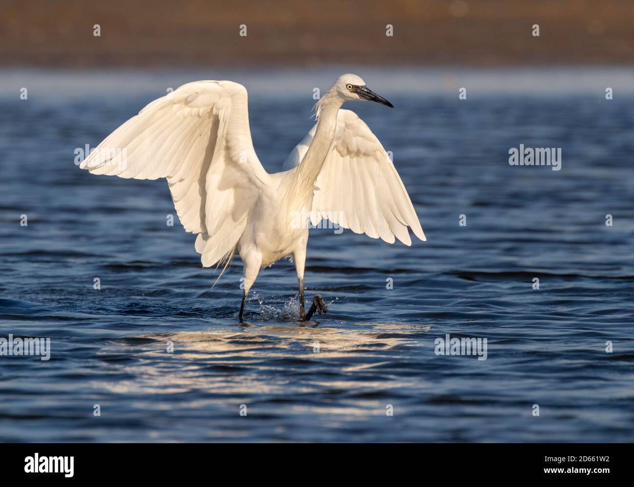 Reddish egret (Egretta rufescens) white morph hunting in shallow water near the ocean coast, Galveston, Texas, USA. Stock Photo