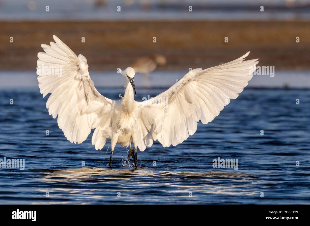 Reddish egret (Egretta rufescens) white morph hunting in shallow water near the ocean coast, Galveston, Texas, USA. Stock Photo