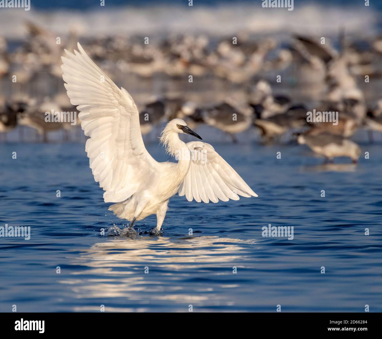 Reddish egret (Egretta rufescens) white morph hunting in shallow water near the ocean coast, Galveston, Texas, USA. Stock Photo