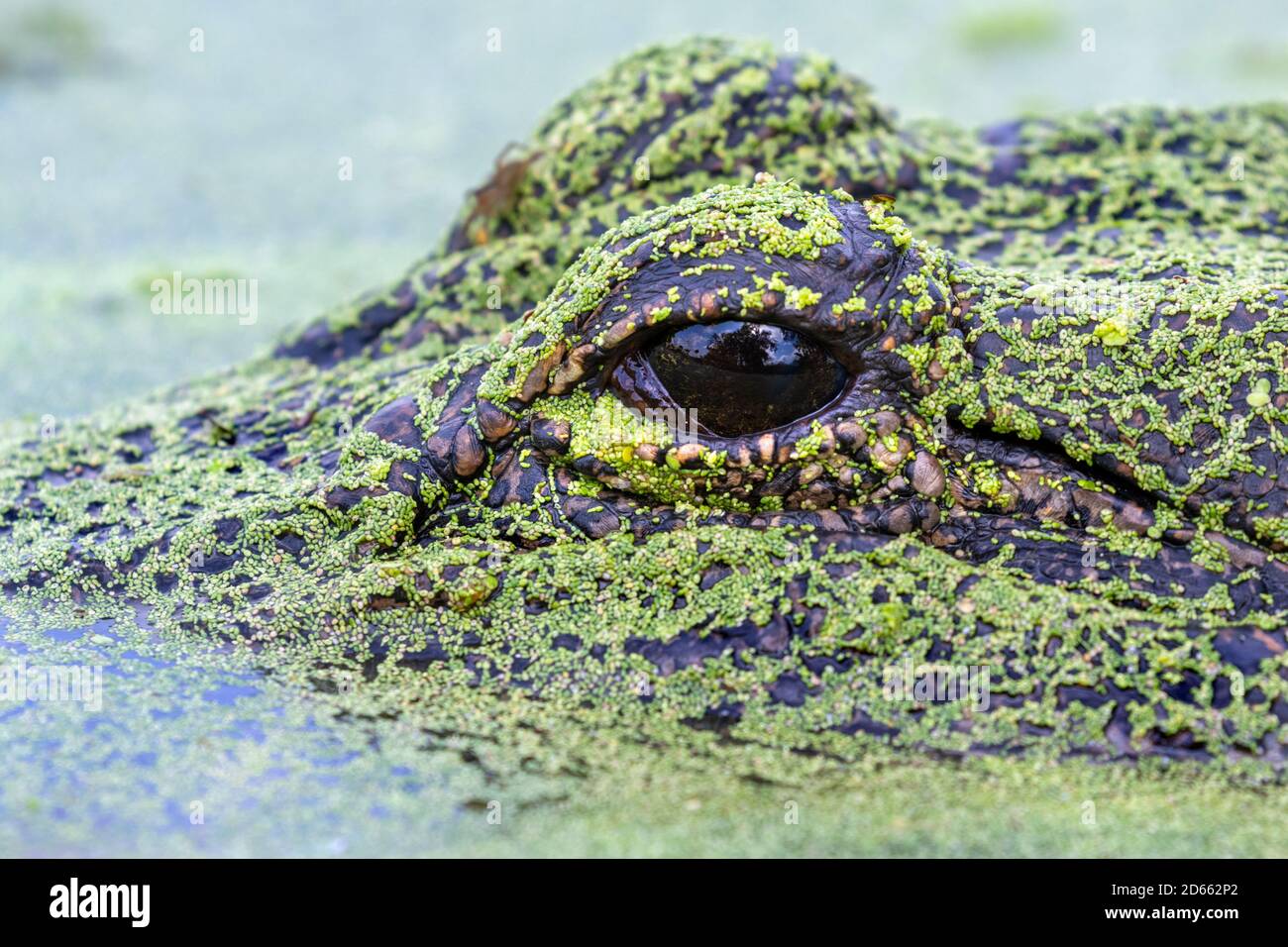 American alligator (Alligator mississippiensis) hiding in a swamp under duckweed, Brazos Bend state park, Texas, USA. Stock Photo