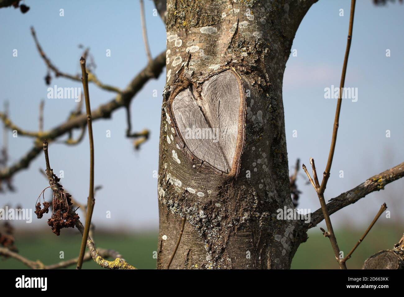 Closeup shot of a heart carved on a tree Stock Photo