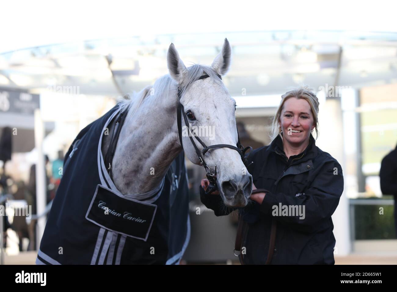 Warthog (left) and handler after winning the Caspian Caviar Gold Cup  Handicap Chase during day two of The International Meeting at Cheltenham  Racecourse, Cheltenham Stock Photo - Alamy