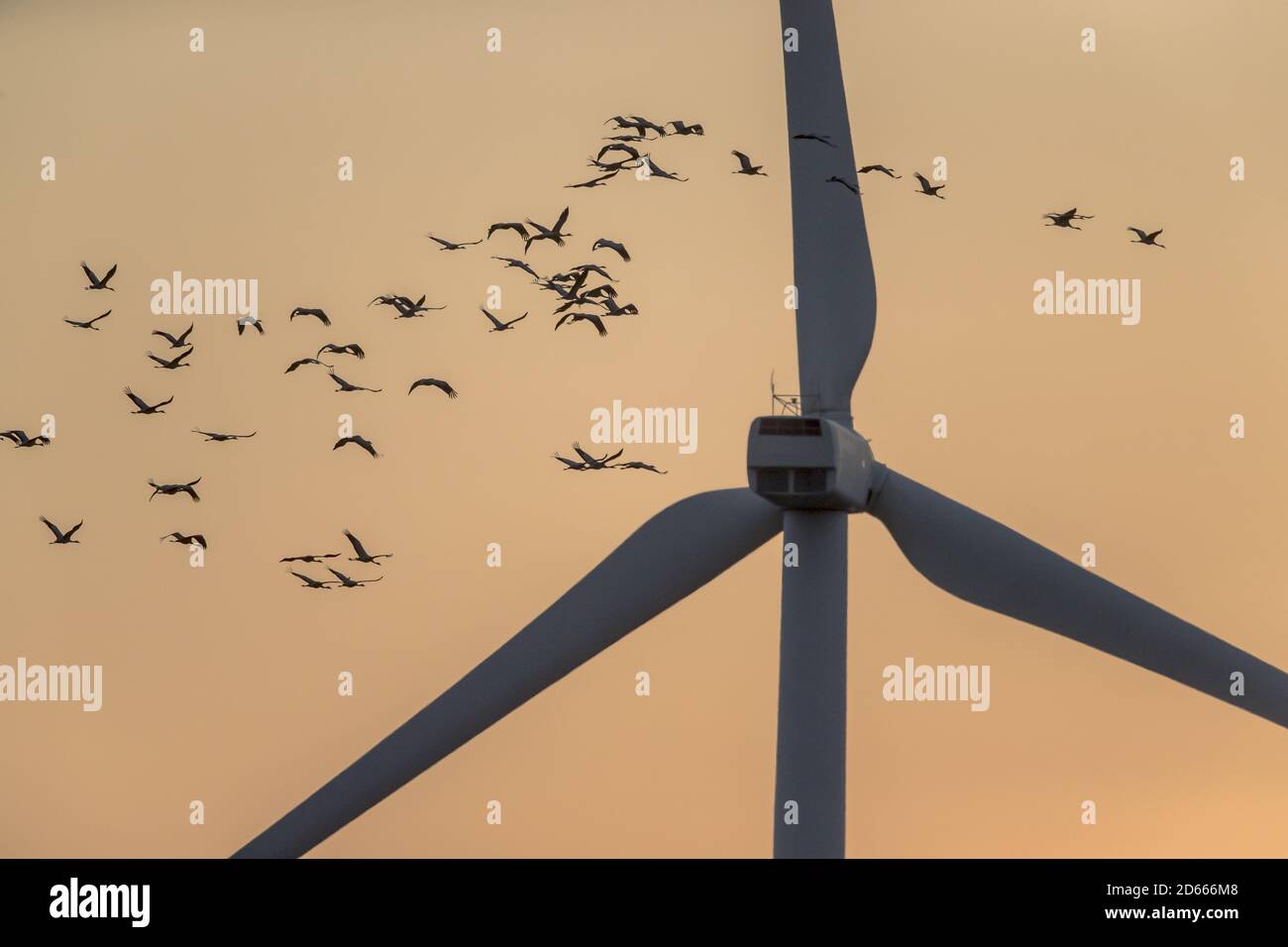 Flock of Cranes fly in sunrise colored sky near the wind turbine Stock Photo