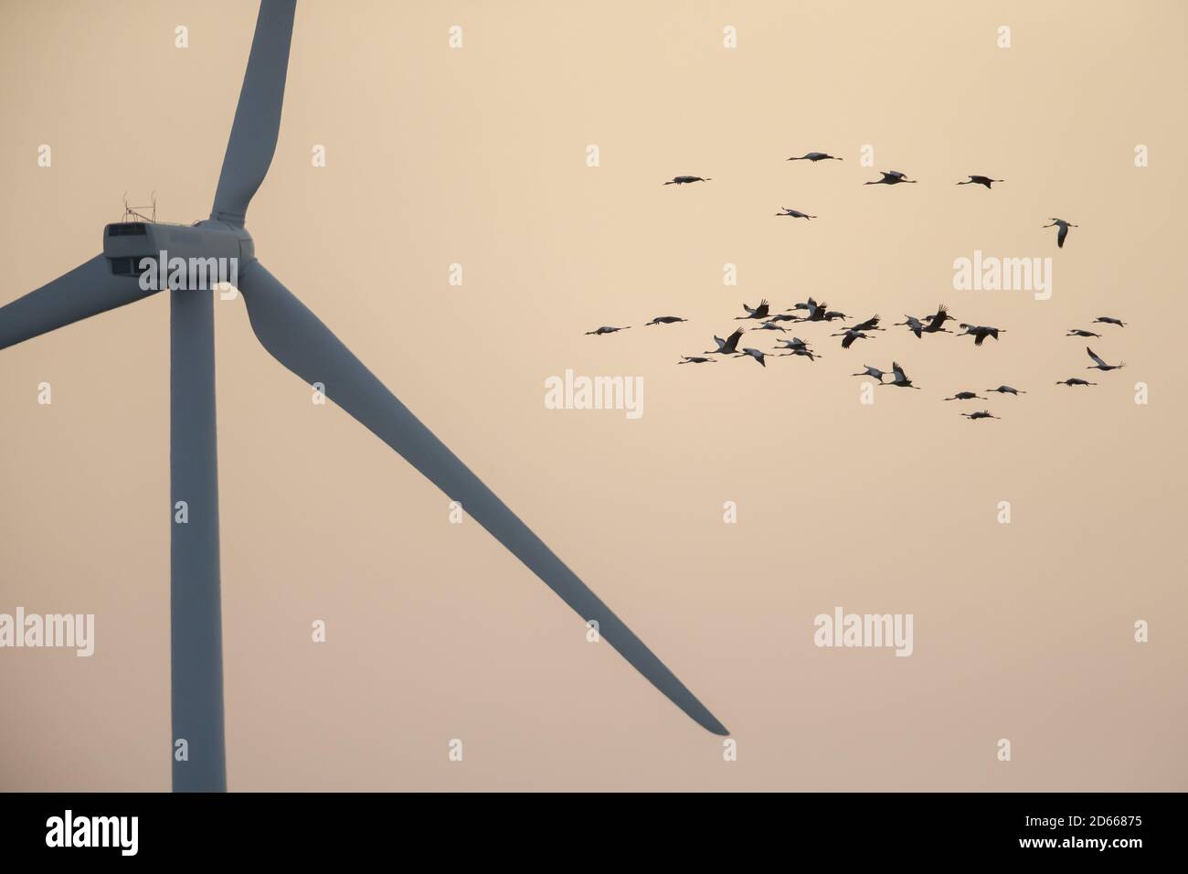Flock of Cranes fly in sunrise colored sky near the wind turbine Stock Photo