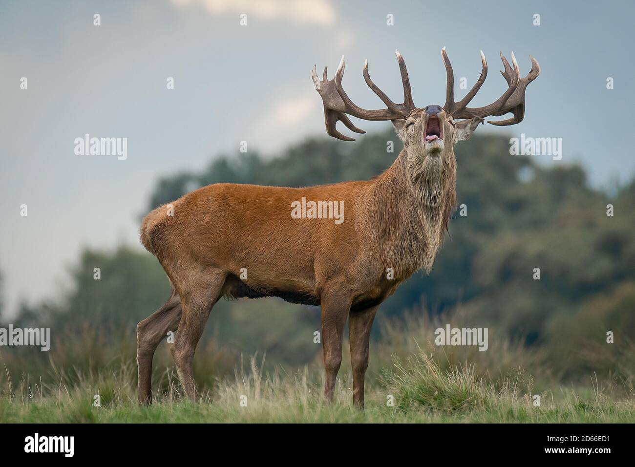 A red deer stag during the rut. Its head is raised with his mouth open and bellowing Stock Photo