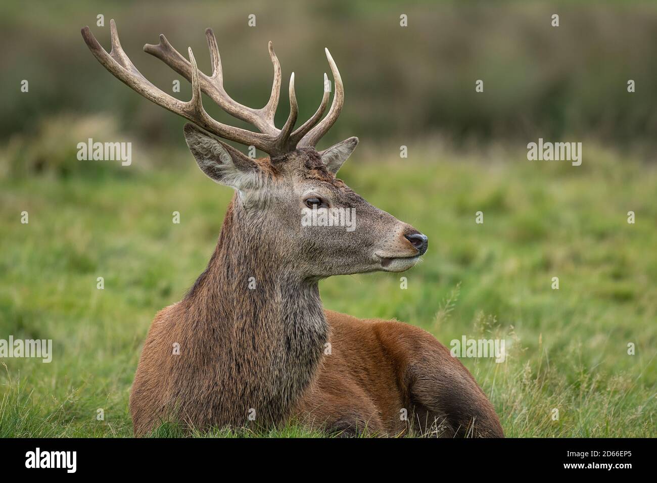 A close up profile portrait of a young red deer stag relaxing on the grass and looking to the right into copy space Stock Photo