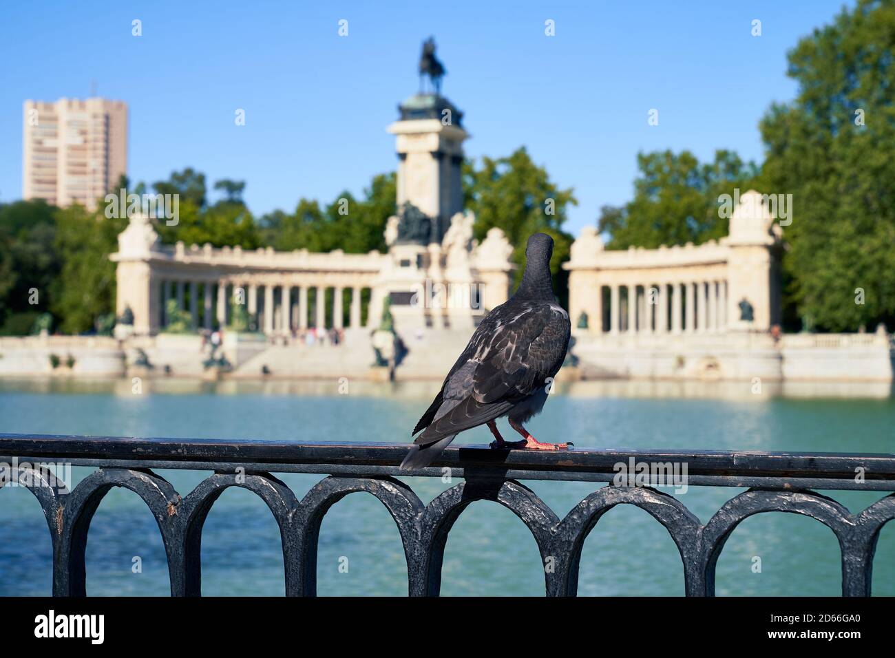 A pigeon enjoys the view across the boating lake to the monument to Alfonso XII in Madrid's Retiro Park, Spain, August 2020 Stock Photo