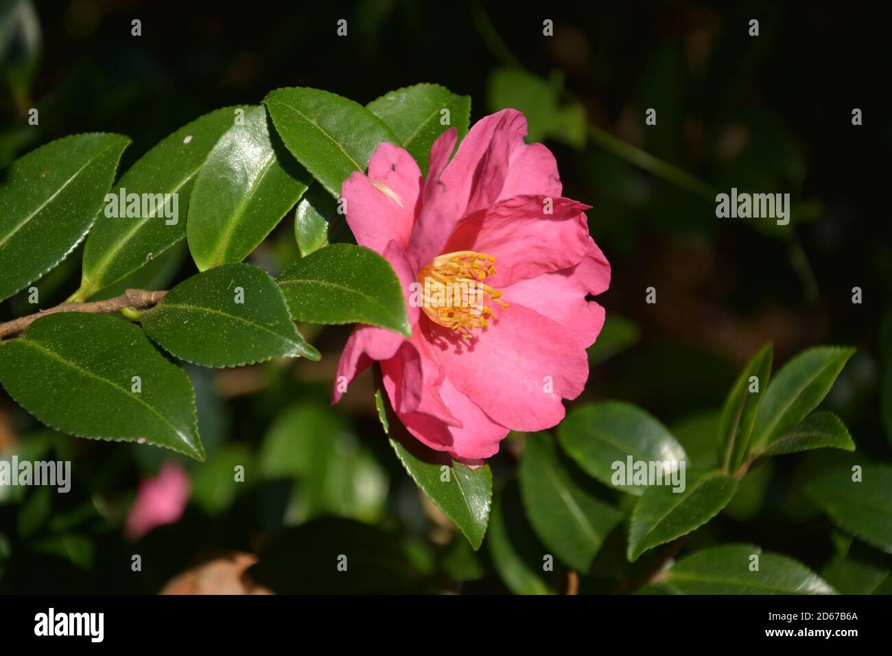 red camellia blossoms under sunny day Stock Photo